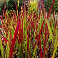 Imperata Red Baron - Corsician mint Artistic Landscaping Inc.